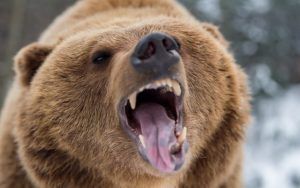 ALERTĂ! Încă un om ucis de urs în Mureș!