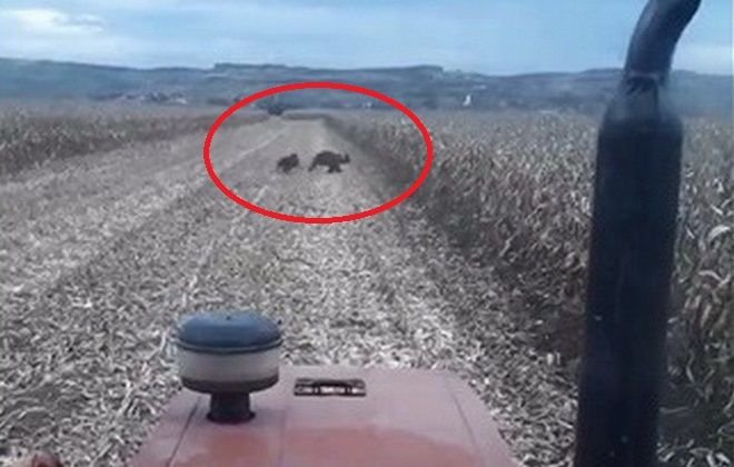 VIDEO: Mai mulți urși filmați într-o localitatea mureșeană!