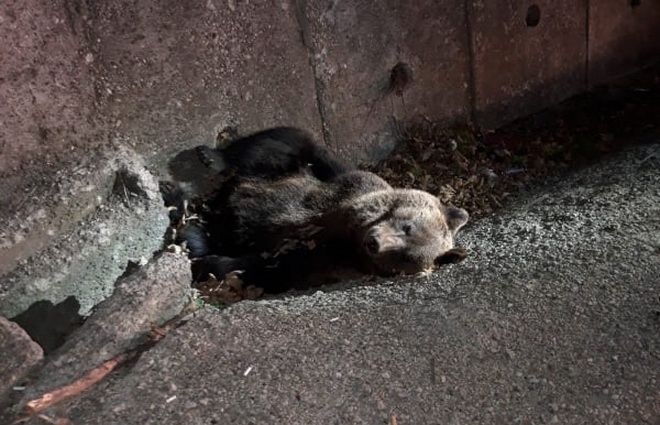 Încă un urs lovit de mașină în Mureș!