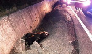 Informații noi despre ursul accidentat și adus la Zoo Târgu-Mureș