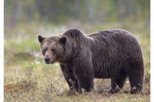 Președintele CJ Mureș cere Guvernului ”soluții legislative” în criza urșilor