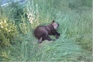 Urs accidentat mortal în Mureș!
