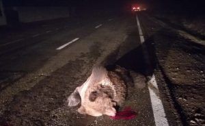 Mureș: Încă un urs lovit mortal de o mașină!
