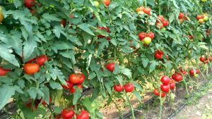 Tot mai mulți fermieri mureșeni interesați de programul de tomate