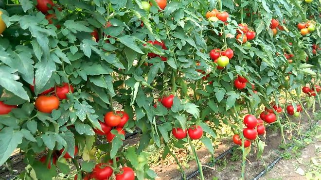 Tot mai mulți fermieri mureșeni interesați de programul de tomate