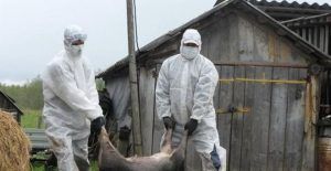 ALERTĂ! Pesta porcină africană face prima victimă în Mureș!?!