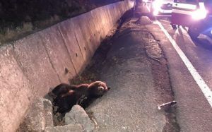 VIDEO: Urs accidentat mortal de o mașină în Mureș!