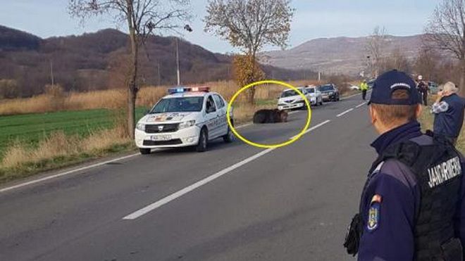 Ursul rănit în accidentul de la Praid, tranchilizat și împușcat