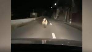 ALERTĂ de urs pe o stradă din Mureș!