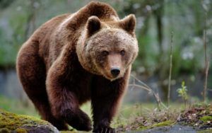 ALERTĂ nouă de urși în Mureș! Două localități, vizate de atenționarea ISU