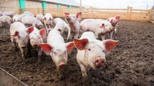 Virusul pestei porcine africane, confirmat lângă județul Mureș!