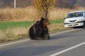 VIDEO REVOLTĂTOR: Urs rănit de o mașină, lăsat în agonie peste 10 ore!