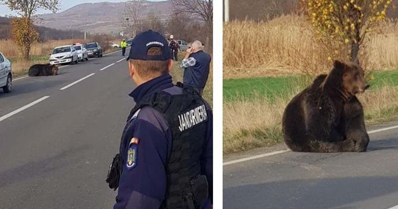 Animal Society, reacție dură în cazul ursului lăsat 18 ore în agonie!