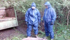 Caz suspect de pestă porcină africană în zona Sighișoarei!