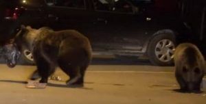 Doi urși semnalați pe strada… Lupului dintr-un oraș mureșean!