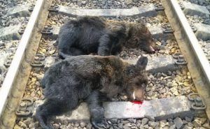 Ursuleți loviți mortal de un tren!