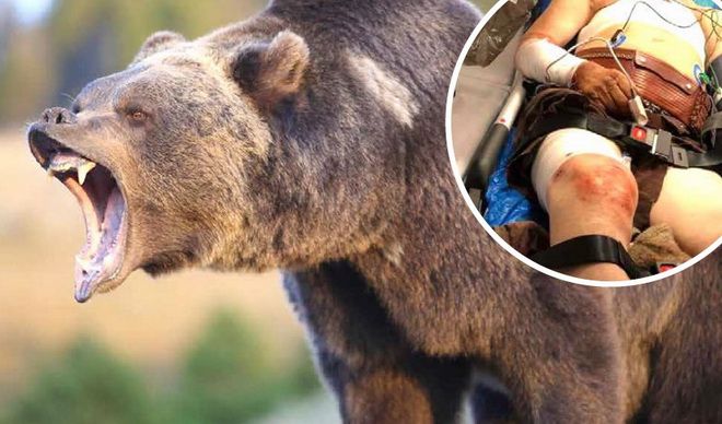 Mureș: Zeci de cereri pentru extragerea urșilor agresivi!