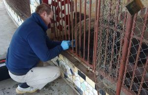 Ursul rănit în Bălăușeri și îngrijit la Zoo Târgu-Mureș a ieșit din comă!