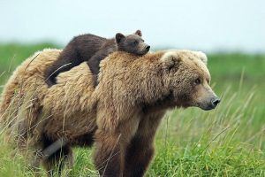 Mureș: Vincze Loránt propune o ”soluție unică” pentru rezolvarea problemei urșilor