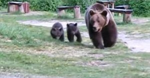 ALERTĂ! Trei urși, văzuți în curtea unei școli mureșene!
