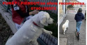 O familie din Târgu-Mureș își caută câinele pierdut! Se oferă recompensă!
