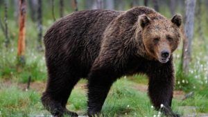 S-a autorizat „recoltarea” a 11 urși din Mureș!