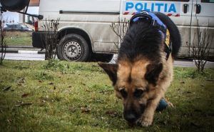 Mureș: Bărbat rătăcit, găsit după 5 ore de echipele de căutare