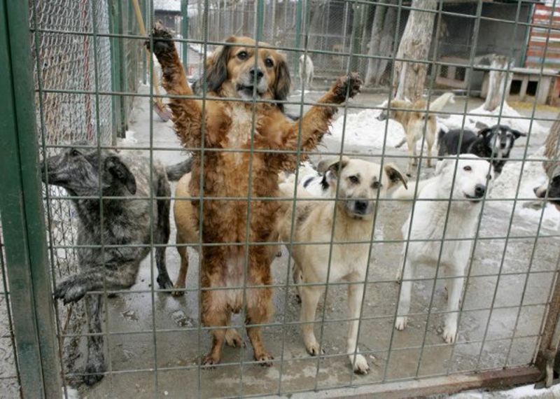 Petiție pentru înființarea Tribunalului Animalelor!