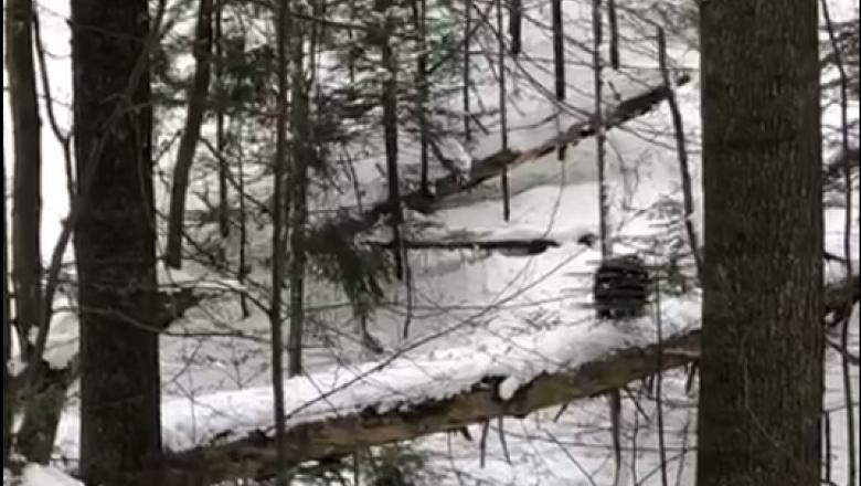 VIDEO: Cu ursul pe pârtia Clăbucet