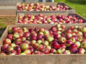 Producătorii mărului de Batoș, concurați de speculanții care folosesc ilegal denumirea