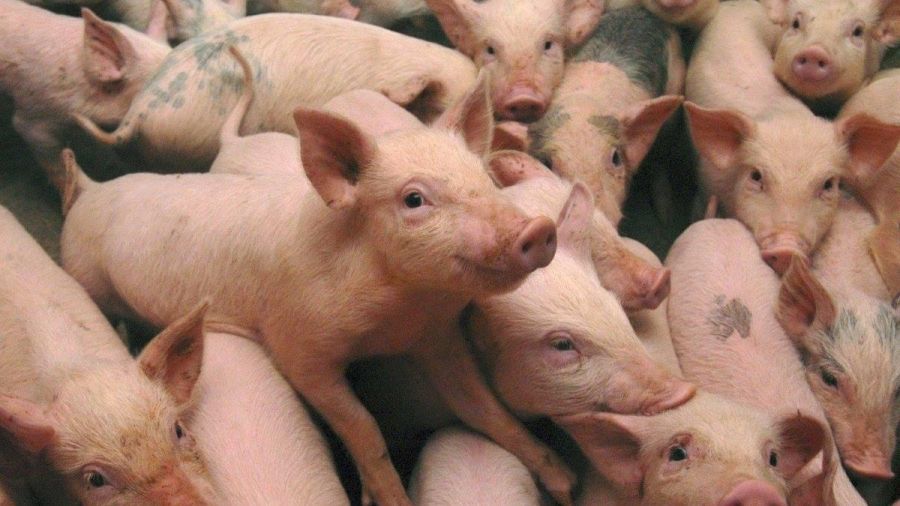 Cristian Chirteș (PNL): ”Guvernul nu interzice și nu limitează creșterea porcilor în gospodăriile populației”!