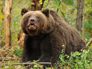 Autoritățile din Mureș cer aprobarea cotelor de prevenție la urși