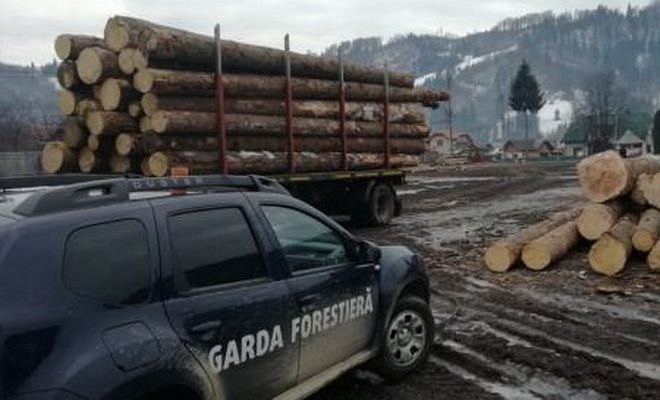Mureș: Nereguli noi constatate de Garda Forestieră!