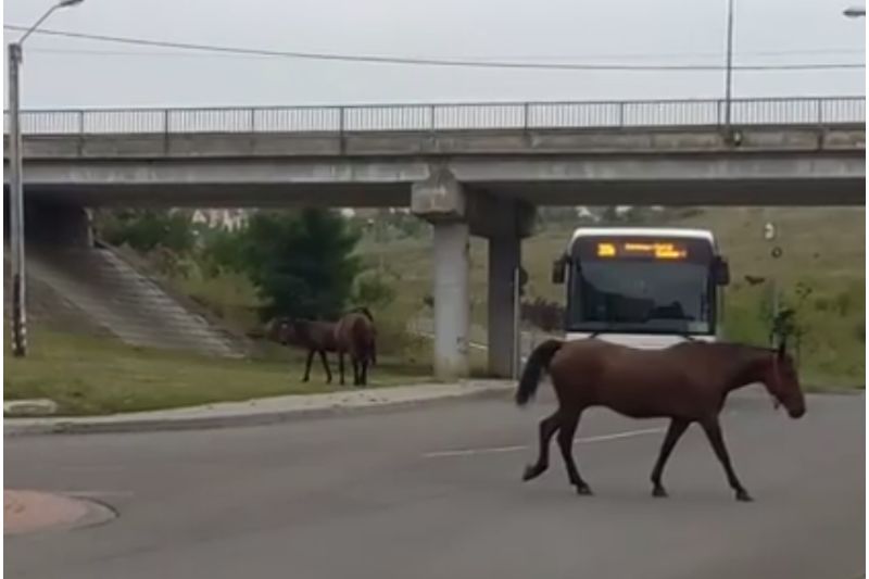 Târgu-Mureș: Sancțiuni aspre pentru proprietarii de cai și căruțe care circulă pe domeniul public!