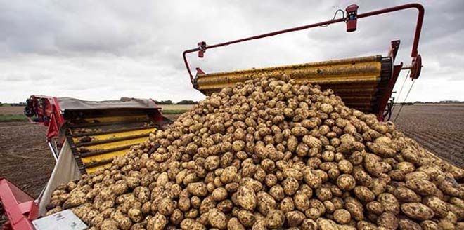 Subvenția pentru cartofi, plafon suplimentat cu 650.000 de euro
