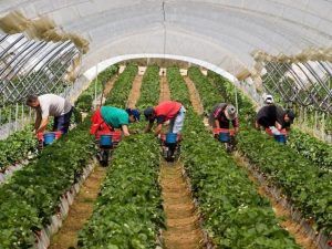 Agricultorii italieni cer activarea coridoarelor verzi pentru sezonierii români