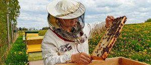 Prevenirea  intoxicațiilor la albine