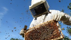 Vești bune pentru apicultori. 150,6 milioane lei, bugetul Programului Naţional Apicol 2020-2022