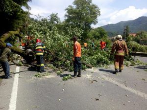 Copac căzut pe DN 15, în Răstolița
