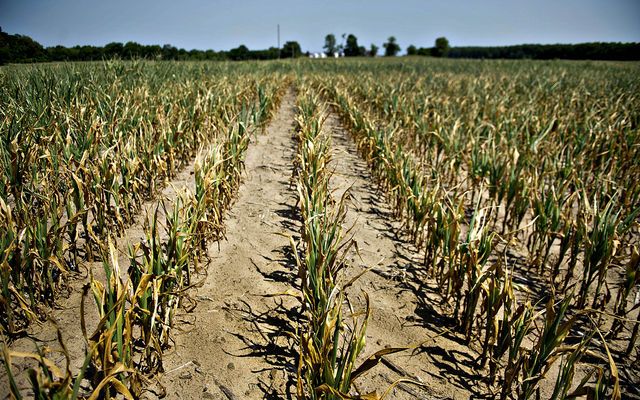 Condiții de îndeplinit pentru fermierii care cer despăgubiri de secetă