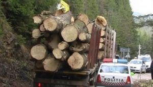 Material lemnos confiscat de Polițiști