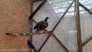 Vultur codalb salvat de un ONG mureșean