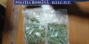 Captură de droguri! Peste 1,5 kg de cannabis și hașiș confiscate, o persoană arestată!