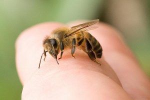 Dr. Vanessa Youness: „Veninul de albine poate avea efecte extraordinare asupra însănătoșirii organismului”
