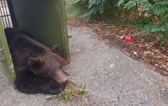 Noutăți despre ursul accidentat de un autovehicul în Găiești