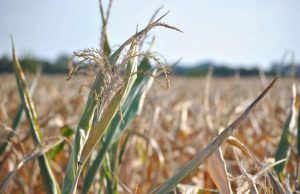 APIA a început plata pentru culturile afectate de secetă