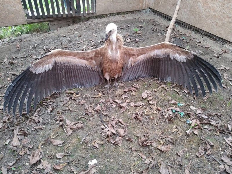 O pasăre dispărută din România, la un Centru de Reabilitare din Târgu Mureș!