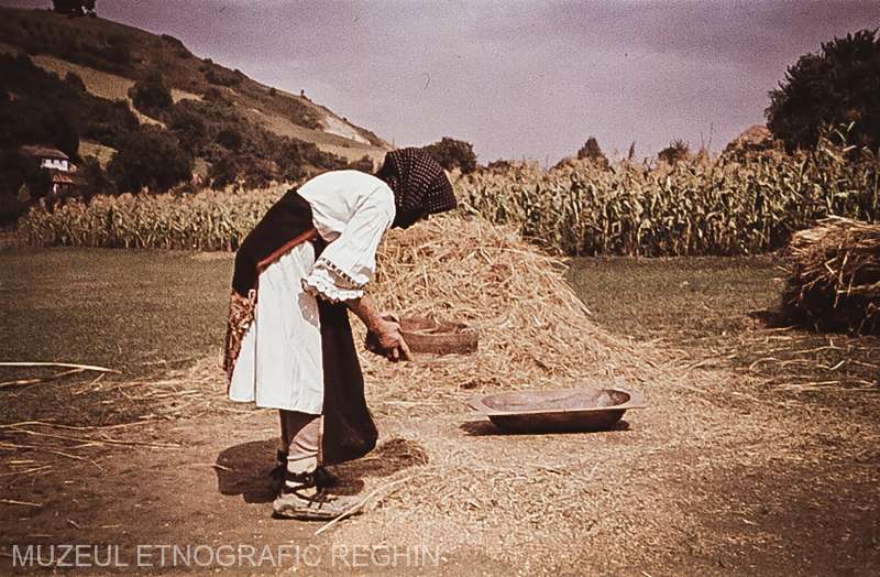 REPORTAJ. Secerișul manual și ritualurile din jurul pâinii, pe cale de dispariție