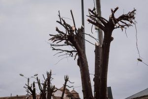 Se sistează tăierile de arbori de pe raza municipiului Târgu Mureș!