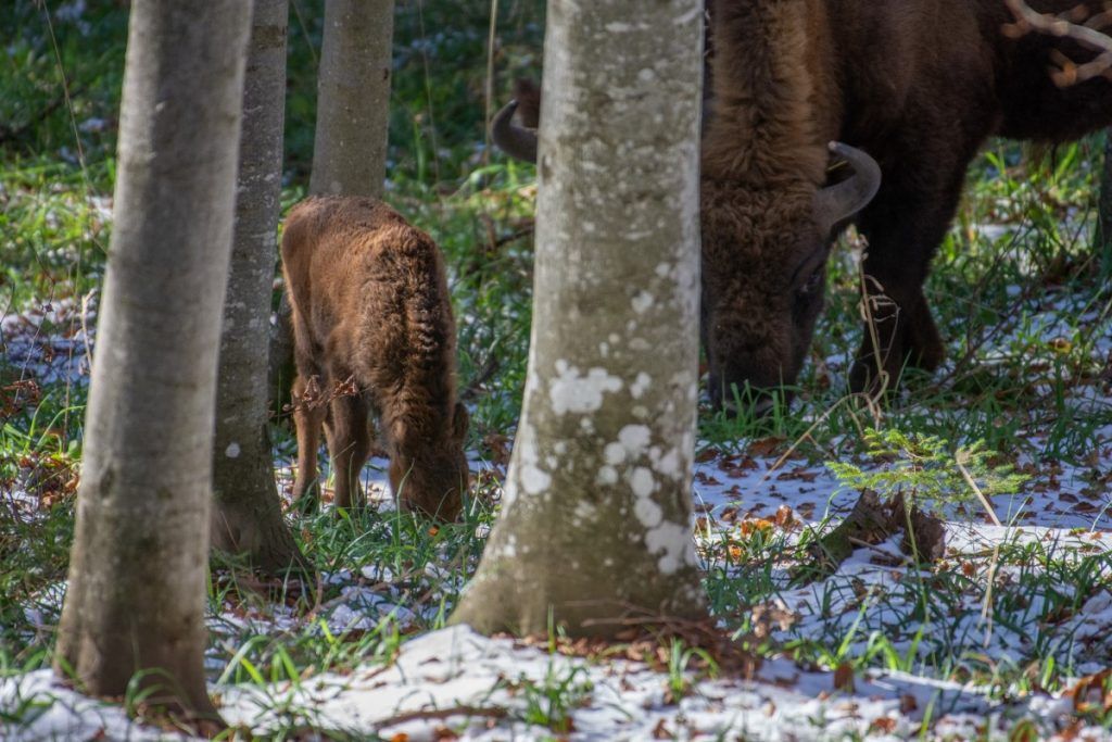 Primul pui de zimbru născut după sute de ani în Munții Făgăraș